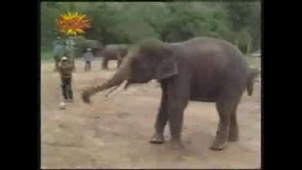 Слонски Номера - Слон Футболист