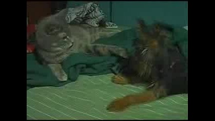 Ку4е Сре6ту Котка