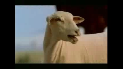 Реклама на budweiser с коне