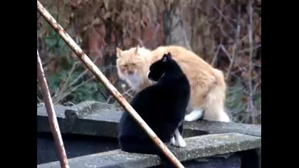 Cats Talking - Dve kotki se karat