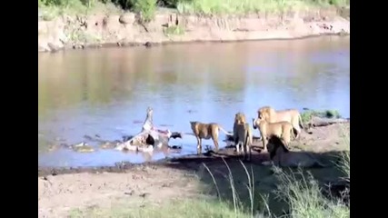 Лъвове срещу Крокодили