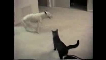 луда котка атакува лудо куче 