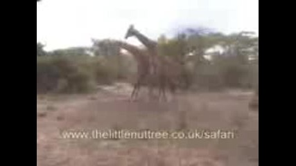 Бои между жирафи