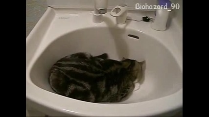 Шантавото коте много смешно си играе в мивката
