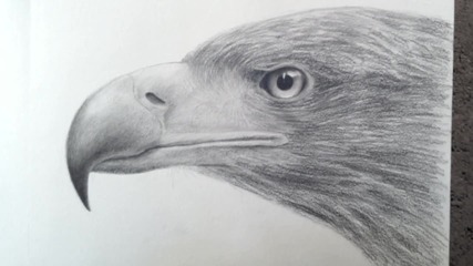 3d рисунка на орел