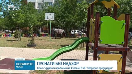 Жители на София се оплакват от безнадзорно пуснати коне