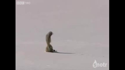 Лисица на лов