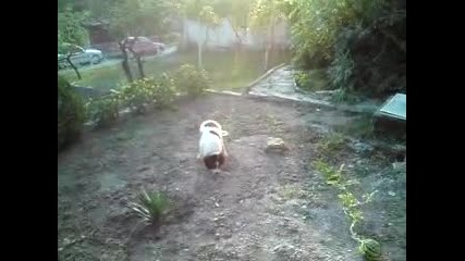 Българско Овчарско куче Рон