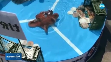 В Япония сготвиха и изядоха октопода-оракул