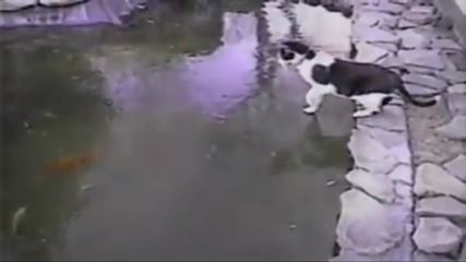 Котка се опитва да лови риба под замръзнало езеро.