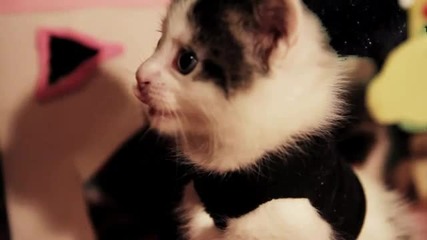 Josies Cute Cats