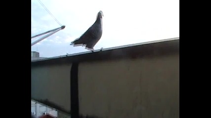 Моите гълъби (pigeon) 2