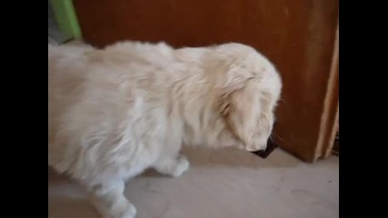 Малко кученце си играе 