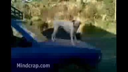 Куче се вози на предния капак 