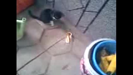 kote 1