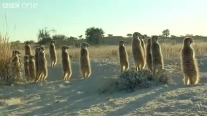 Funny Talking Animals Bbc One 