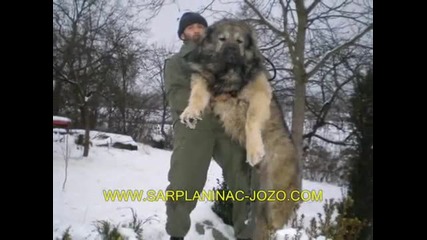 Най - големите кучета в света