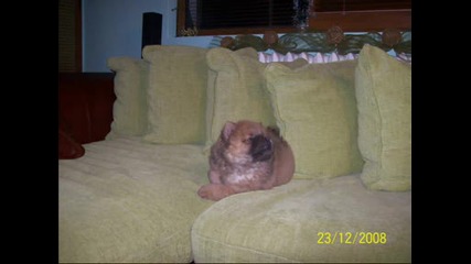 Tiva.wmv