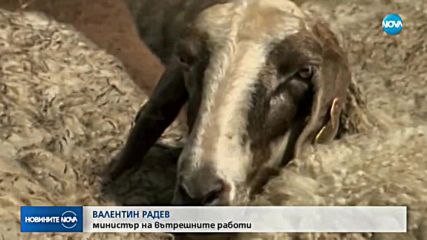 Чумата по овцете в Странджанско е дошла от Турция