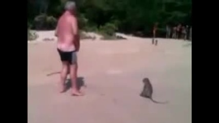 Нахалните маймунки 