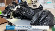 Със смъртоносни примамки: Кой отрови 7 редки лешояда в Котленския Балкан?