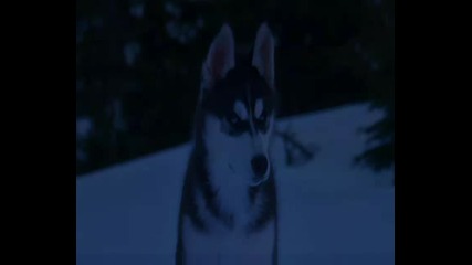 Snow Buddies / Снежни кучета /