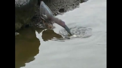 птица лови риба със стръв