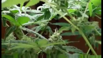 Marihuana ot vegitaciq do cuvtej 