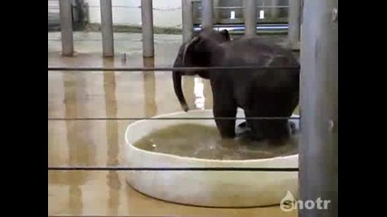 Малко слонче се къпе