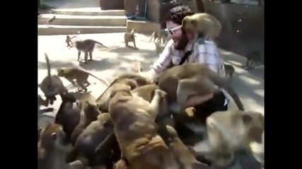 Сто Маймунки на закуска 