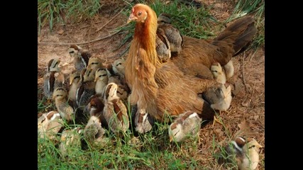 Срещала съм и щастливи кокошки..