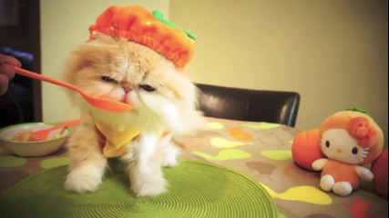 Сладко котенце си подсигурява Vitamin C от плодове