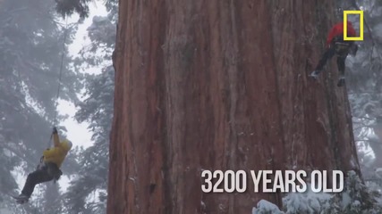 Гигантска секвоя на 3200 години