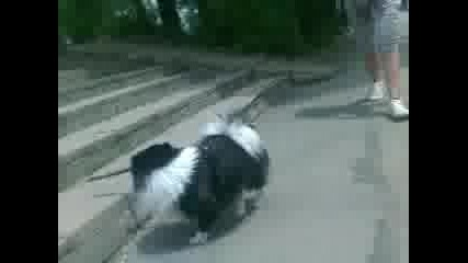 ku4eto koeto obi4a pra4ki