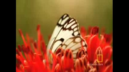 Невероятни пеперуди