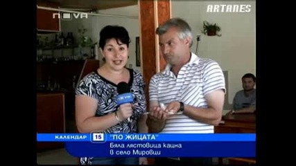 Бяла лястовица в село Мировци/новатв/15.07.2009 