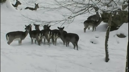 Зимна среща 