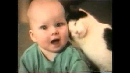 смешни котки - 2 