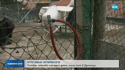 Питбул нападна 4-годишно дете и баба му в Дупница