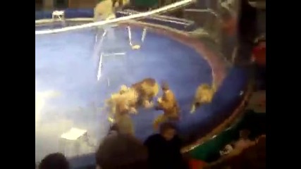 Ужас!! Лъвове атакуват в цирк 