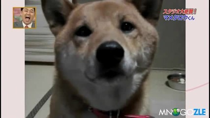 Куче лае с различна сила 