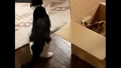 Котешки бой