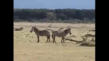 The Zebra Tango 