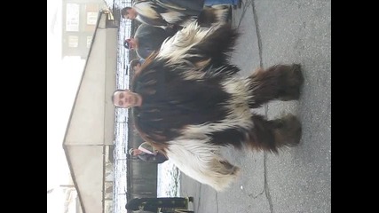surva 09.01.2011