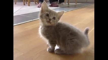 Малко сладко коте ..