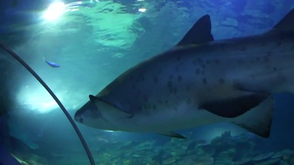 In the Shark At Aquarium_(720p)