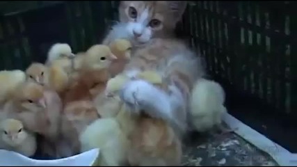 Коте и малки пиленца ..