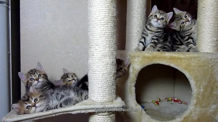 Chorus Line of Cute Kittens rehearses