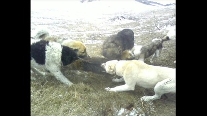 tk kangal 