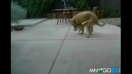 Супер втрещена котка